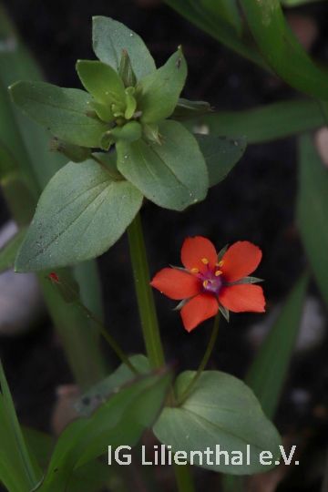 Acker-Gauchgeil Acker-Gauchgeil