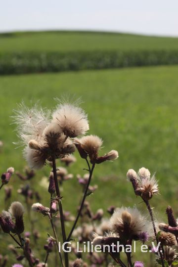 Ackerkratzdistel Ackerkratzdistel