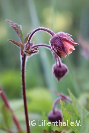 Bach-Nelkenwurz Bach-Nelkenwurz