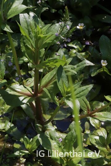 Bach-Ehrenpreis Bach-Ehrenpreis