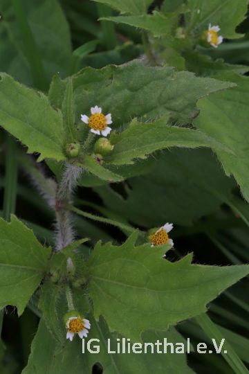 Behaartes Franzosenkraut Behaartes Franzosenkraut