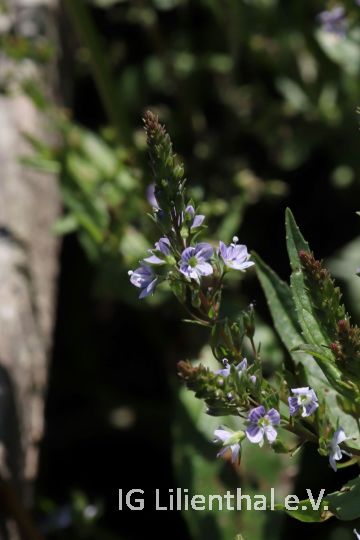 Blauer Wasser-Ehrenpreis Blauer Wasser-Ehrenpreis