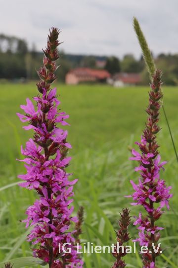 Blutweiderich Blutweiderich