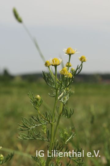 Echte Kamille Echte Kamille