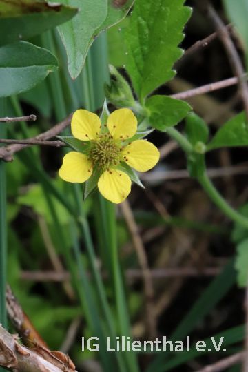 Echte Nelkenwurz Echte Nelkenwurz