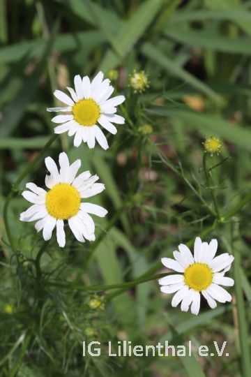 Echte Strandkamille Echte Strandkamille