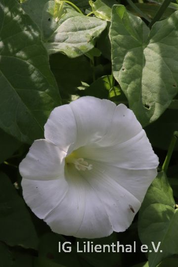 Echte Zaunwinde Echte Zaunwinde