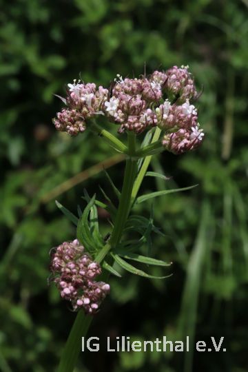 Echter Baldrian Echter Baldrian