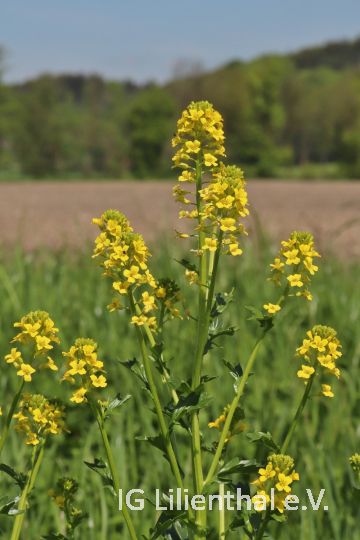 Echtes Barbarakraut Echtes Barbarakraut