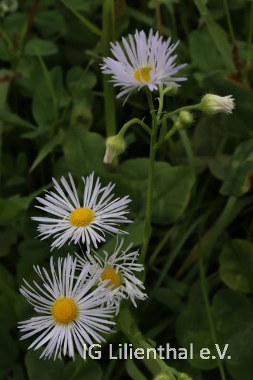 Einjähriges Berufkraut Einjähriges Berufkraut