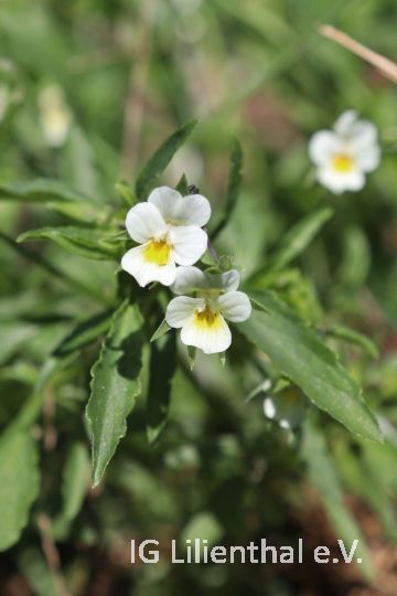 Feldstief-mütterchen  Feldstief-mütterchen