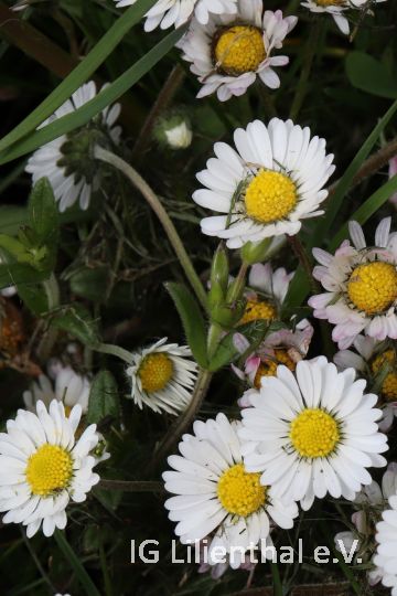 Gänseblümchen Gänseblümchen