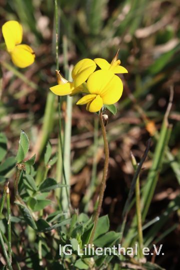 Gemeiner Hornklee Gemeiner Hornklee