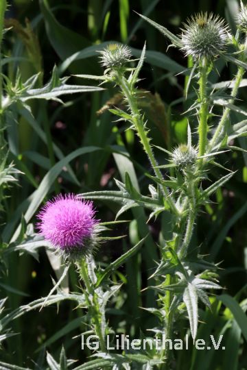 Gewöhnliche Kratzdistel Gewöhnliche Kratzdistel