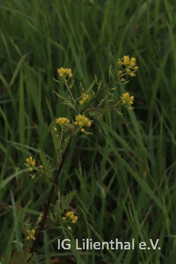 Gewöhnliche Sumpfkresse Gewöhnliche Sumpfkresse