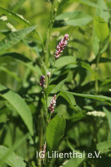 Gewöhnlicher Ampferknöterich Gewöhnlicher Ampferknöterich