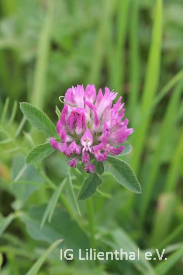 Gewöhnlicher Wiesenklee Gewöhnlicher Wiesenklee