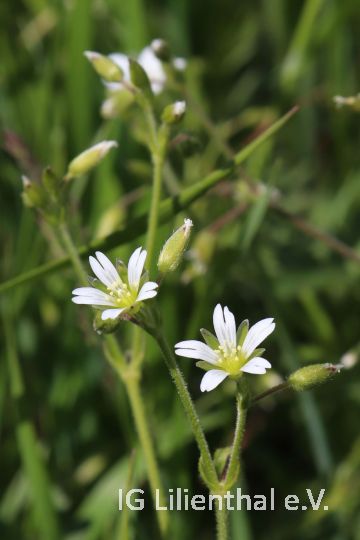 Gewöhnliches Hornkraut Gewöhnliches Hornkraut