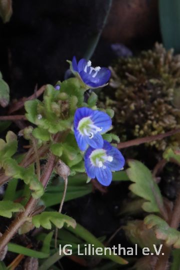 Glänzender Ehrenpreis Glänzender Ehrenpreis