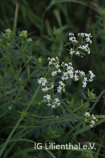 Großblütiges Wiesenlabkraut  Großblütiges Wiesenlabkraut