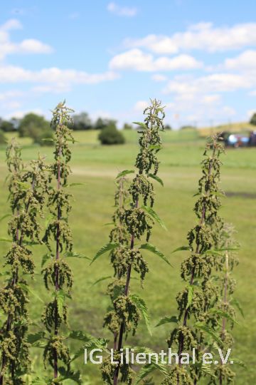 Große Brennessel Große Brennessel