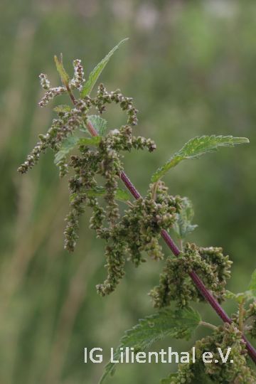 Große Brennessel Große Brennessel