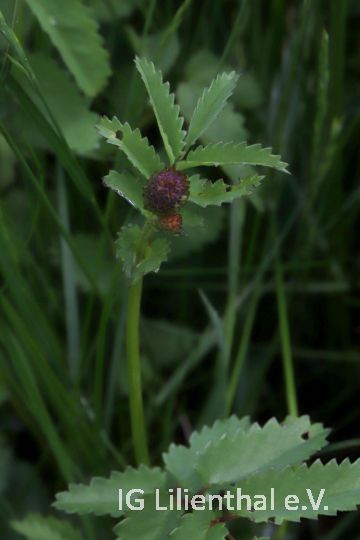 Großer Wiesenknopf Großer Wiesenknopf