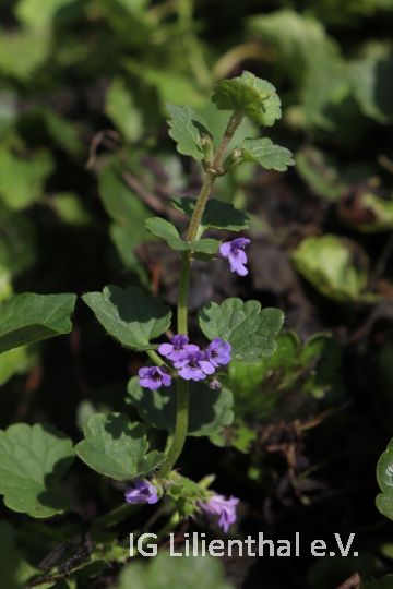 Gundelrebe  Gundelrebe