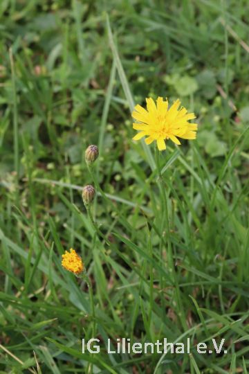 Herbst-Löwenzahn Herbst-Löwenzahn