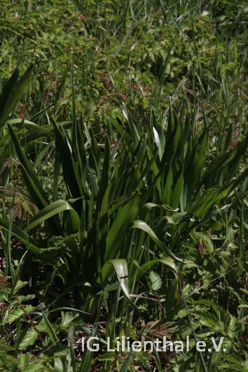 Herbstzeitlose Herbstzeitlose