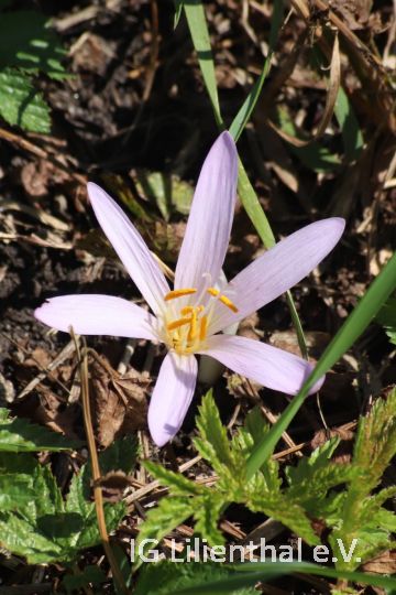 Herbstzeitlose Herbstzeitlose