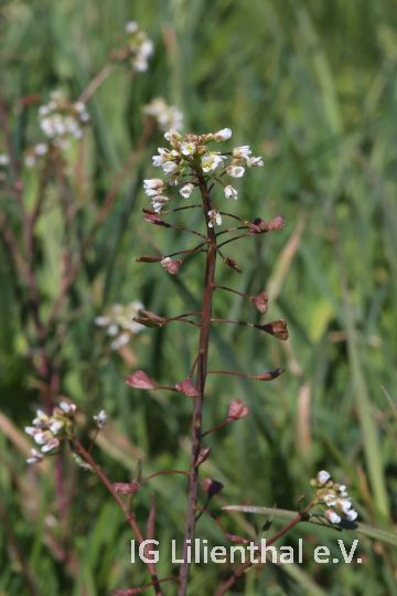 Hirtentäschel Hirtentäschel