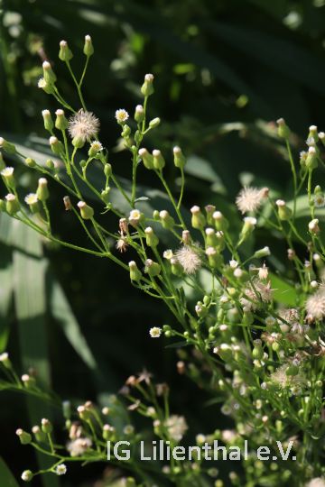 Kanadisches Berufkraut Kanadisches Berufkraut