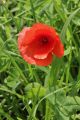 Klatschmohn Klatschmohn