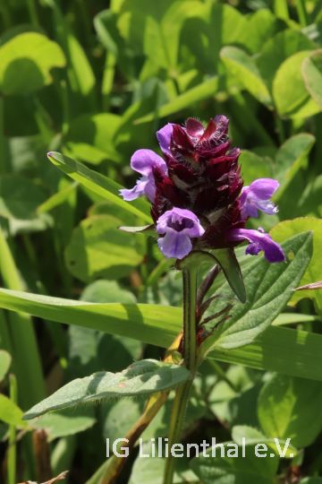 Kleine Braunelle Kleine Braunelle