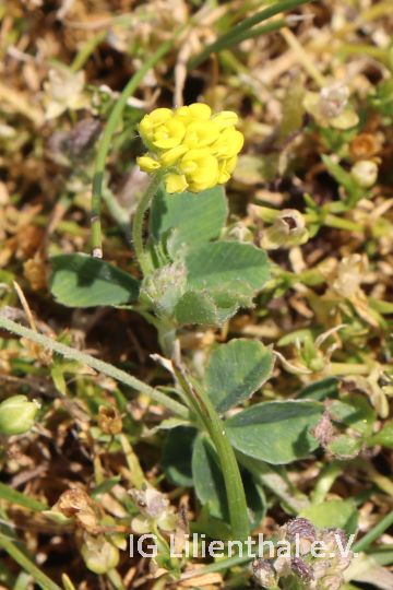 Kleiner Klee Kleiner Klee