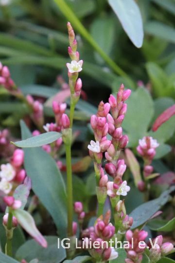 Kleine Knöterich Kleine Knöterich