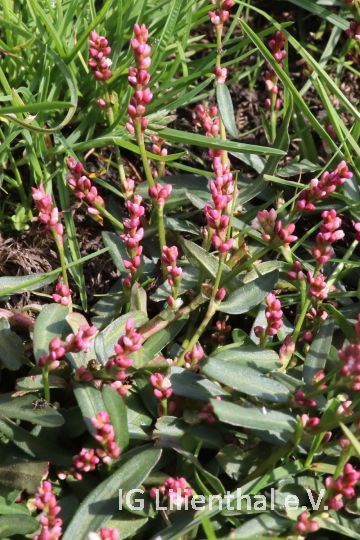 Kleiner Knöterich Kleiner Knöterich