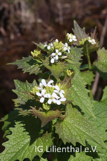 Knoblauchsrauke Knoblauchsrauke