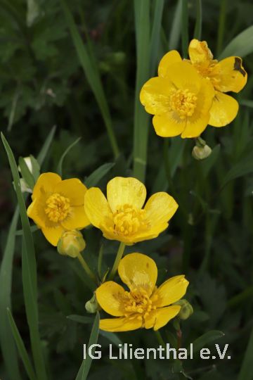 Kriechender Hahnenfuß Kriechender Hahnenfuß