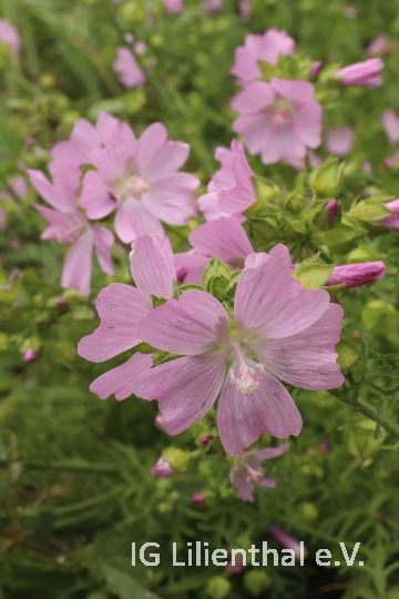 Moschus-Malve Moschus-Malve