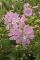 Moschus-Malve Moschus-Malve