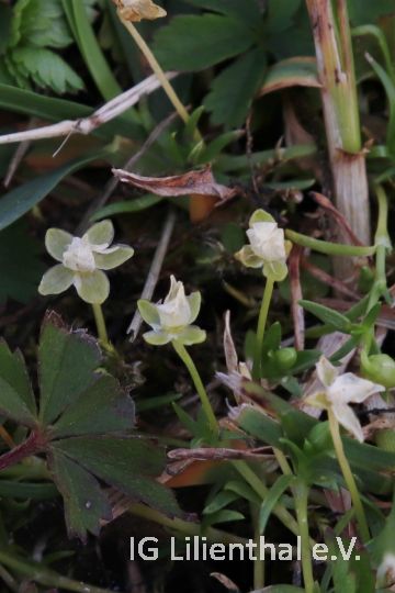 Niederliegendes Mastkraut Niederliegendes Mastkraut
