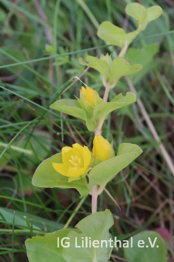 Pfennigkraut Pfennigkraut