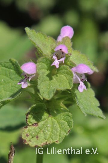 Purpurrote Taubnessel Purpurrote Taubnessel