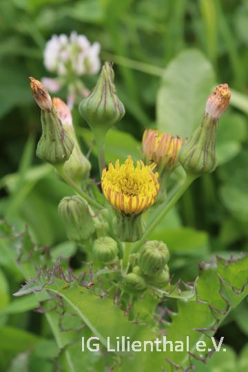 Rauhe Gänsedistel Rauhe Gänsedistel