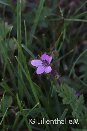 Reiherschnabel Reiherschnabel