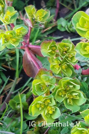 Sonnenwend-Wolfsmilch Sonnenwend-Wolfsmilch