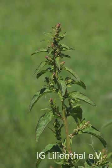 Vielsamiger Gänsefuß Vielsamiger Gänsefuß