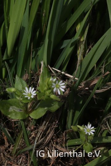 Vogelmiere Vogelmiere